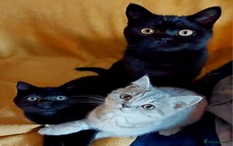 British Shorthair cats for sale: Beautiful black pedigree british shorthairs - Image 2