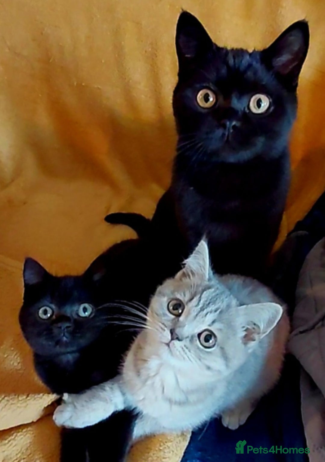 British Shorthair cats for sale: Beautiful black pedigree british shorthairs - Image 2
