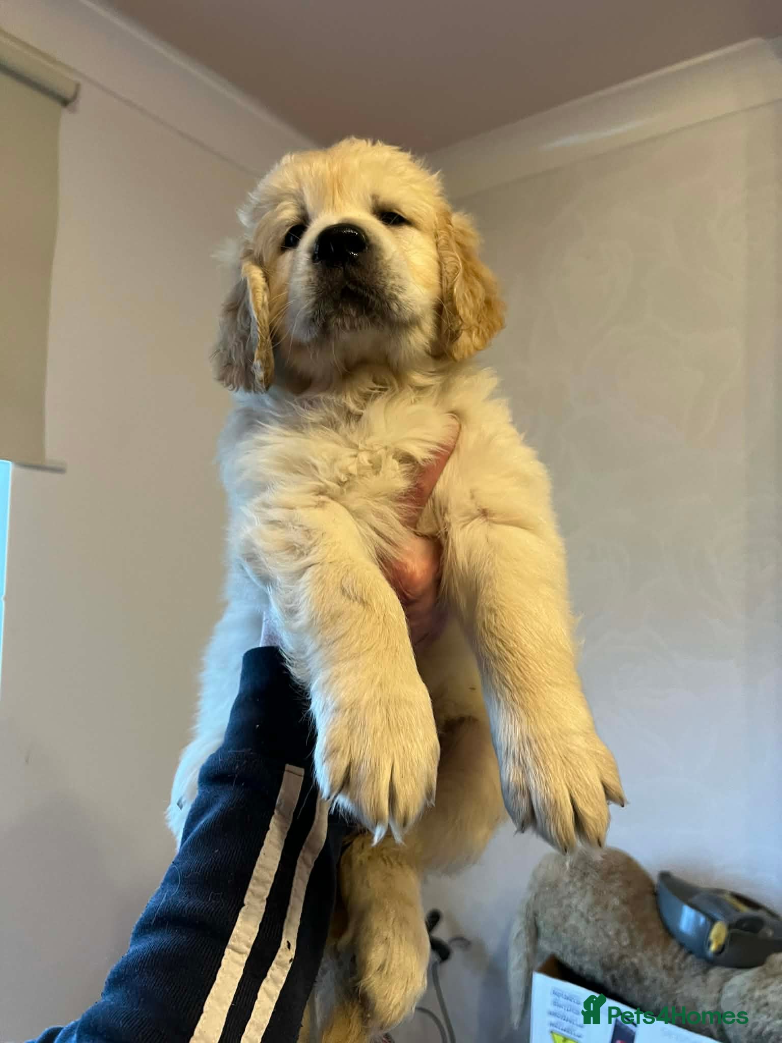 Golden Retriever dogs KC Registered Golden Retriever Glasgow  - Advert 3