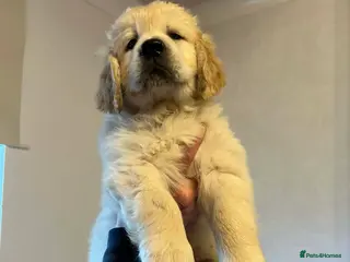 Golden Retriever dogs KC Registered Golden Retriever Glasgow - Advert 3