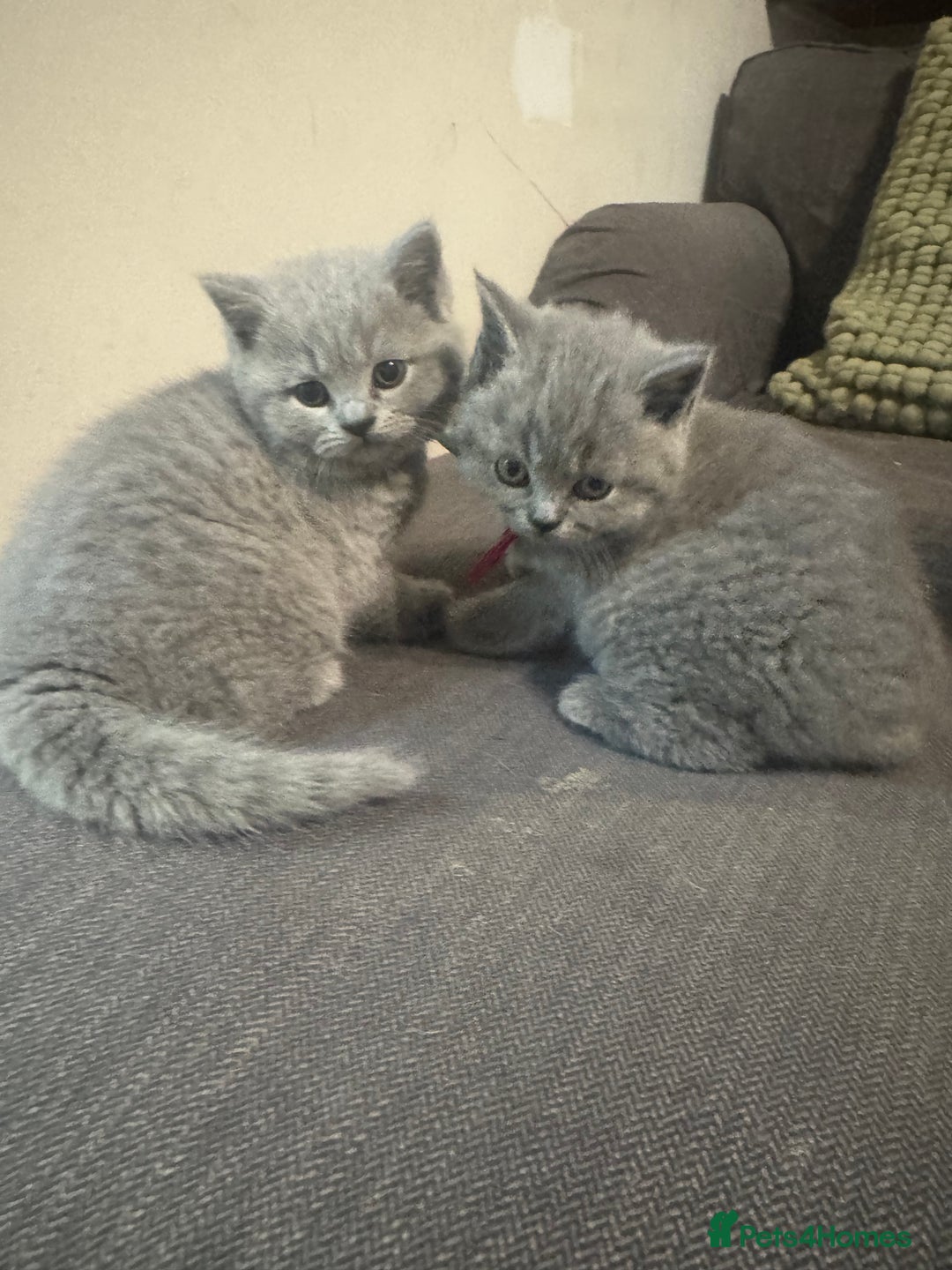 British Shorthair cats for sale: 🐾 British Shorthair Kittens 🐾 - Image 9