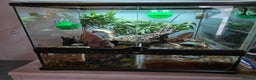 Frog reptiles for sale: 2 Whites Tree Frogs plus full set up - Advert 8