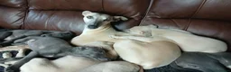 Whippet dogs for sale: High Quality Whippet pups Crufts - Advert 19