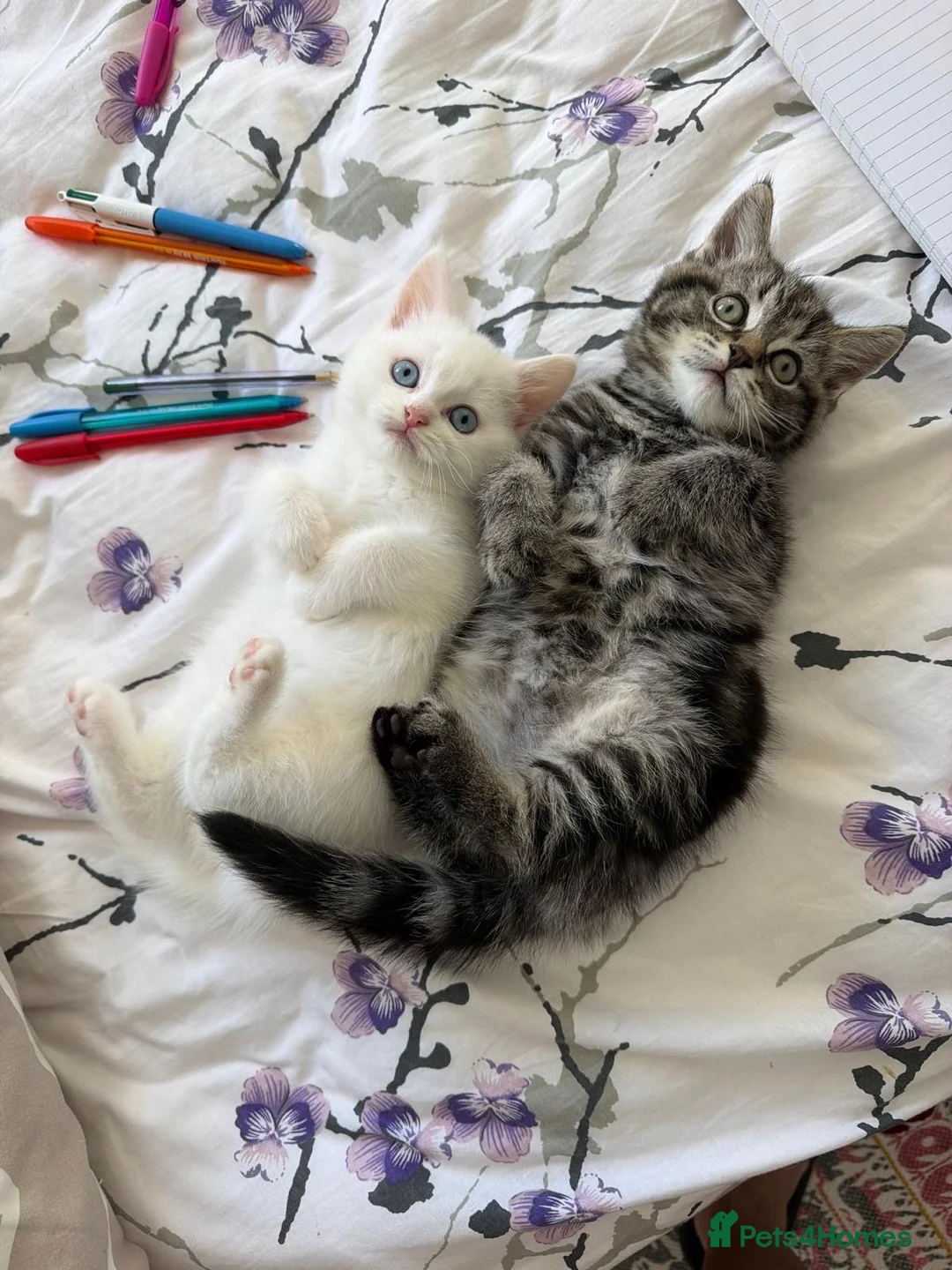 British Shorthair cats for sale: British short hair  - Advert 1