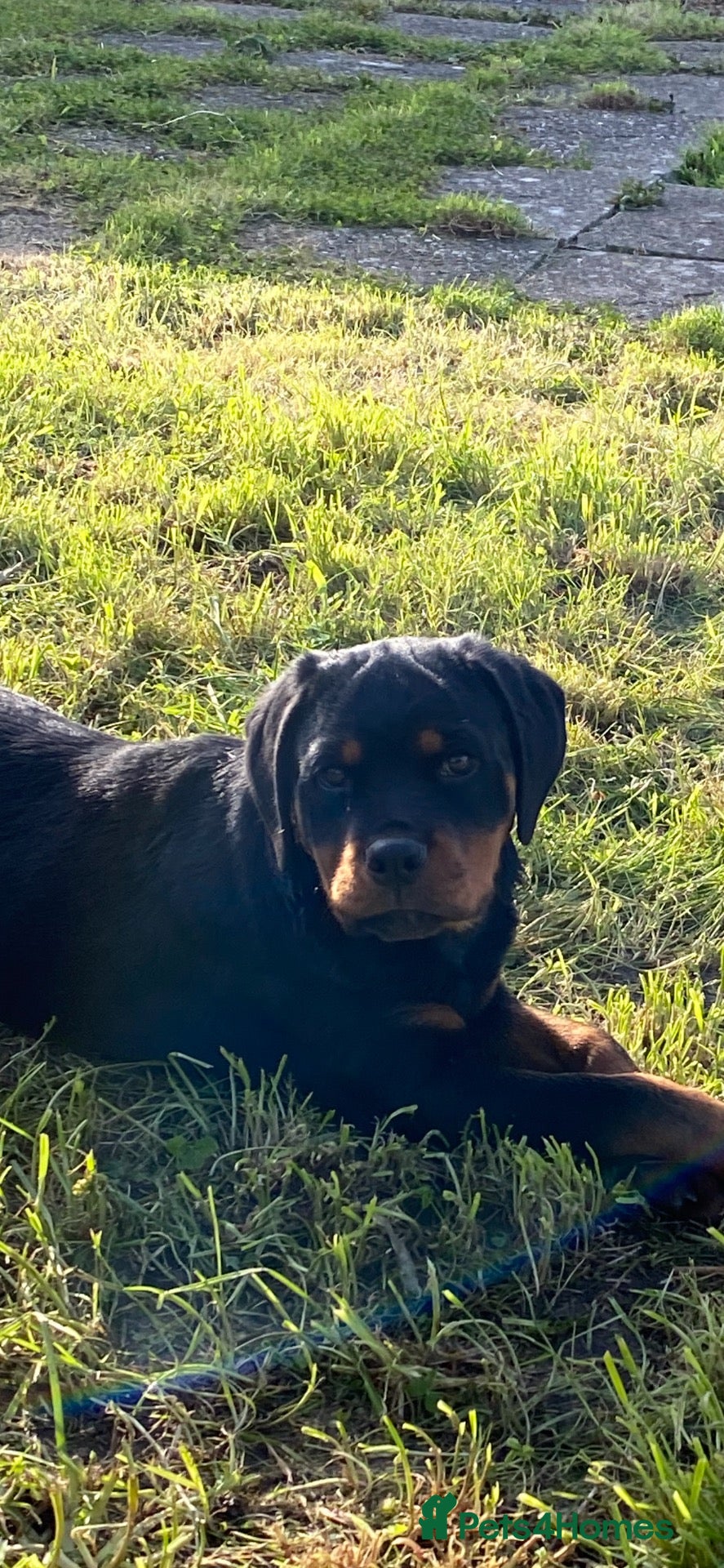 Rottweiler dogs for sale: KC-registered Rottweiler puppies - Advert 20