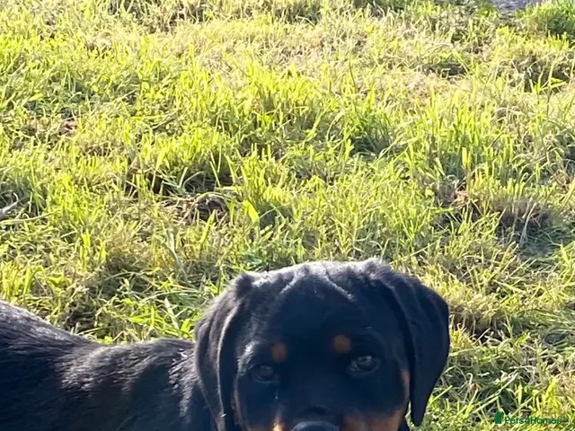 Rottweiler dogs for sale: KC-registered Rottweiler puppies - Advert 5