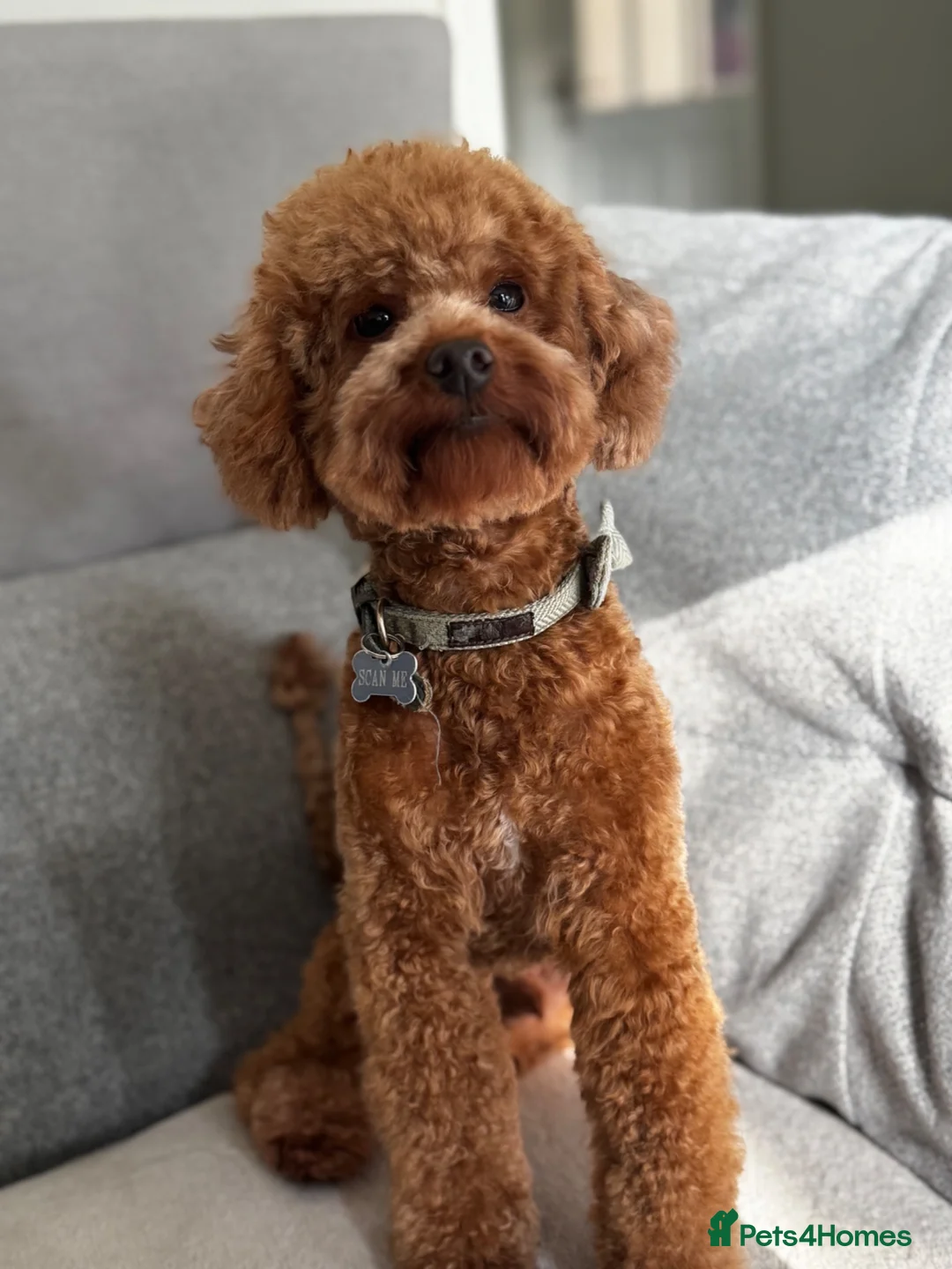 Miniature Poodle dogs for stud: Miniature Poodle Stud  - Advert 2