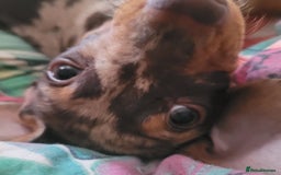 Miniature Dachshund dogs for sale: *1 boy available* - Miniature Dachshunds - Image 6