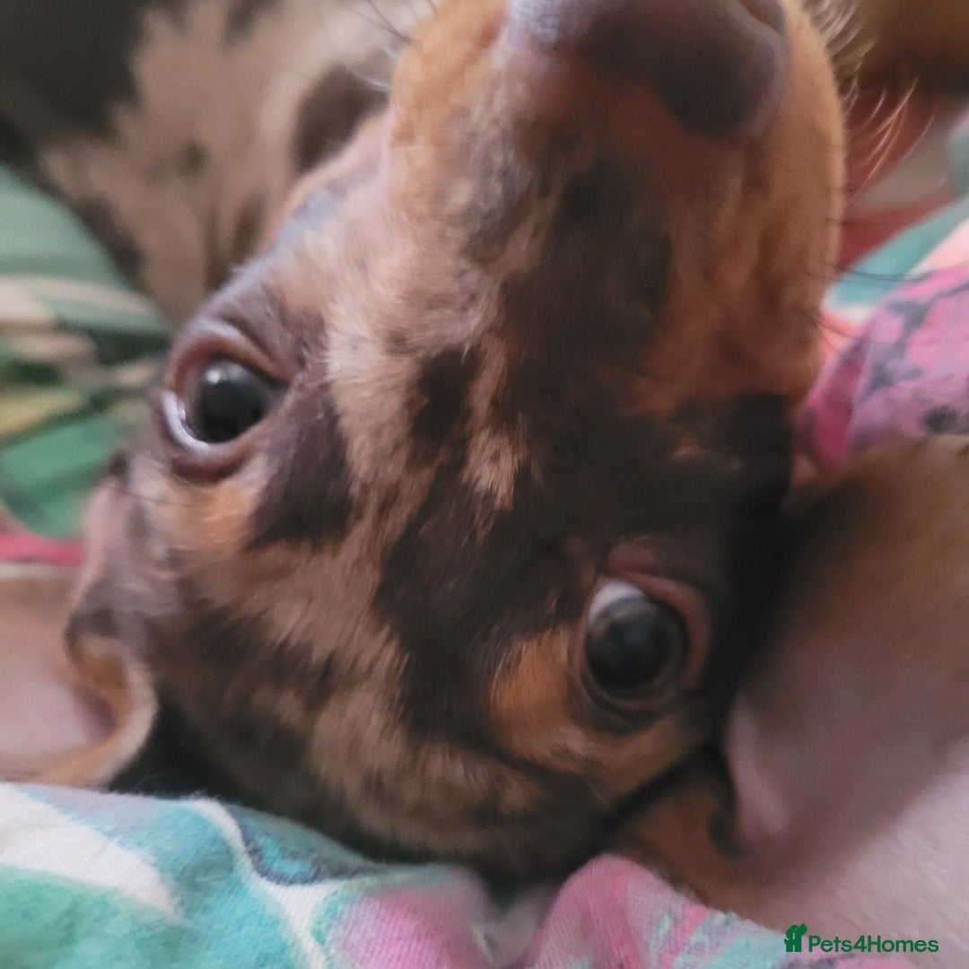 Miniature Dachshund dogs for sale: *1 boy available* - Miniature Dachshunds - Image 6