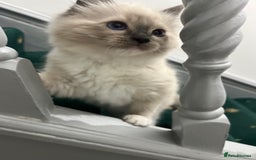 Ragdoll cats for sale: Meet Special joy - Image 20