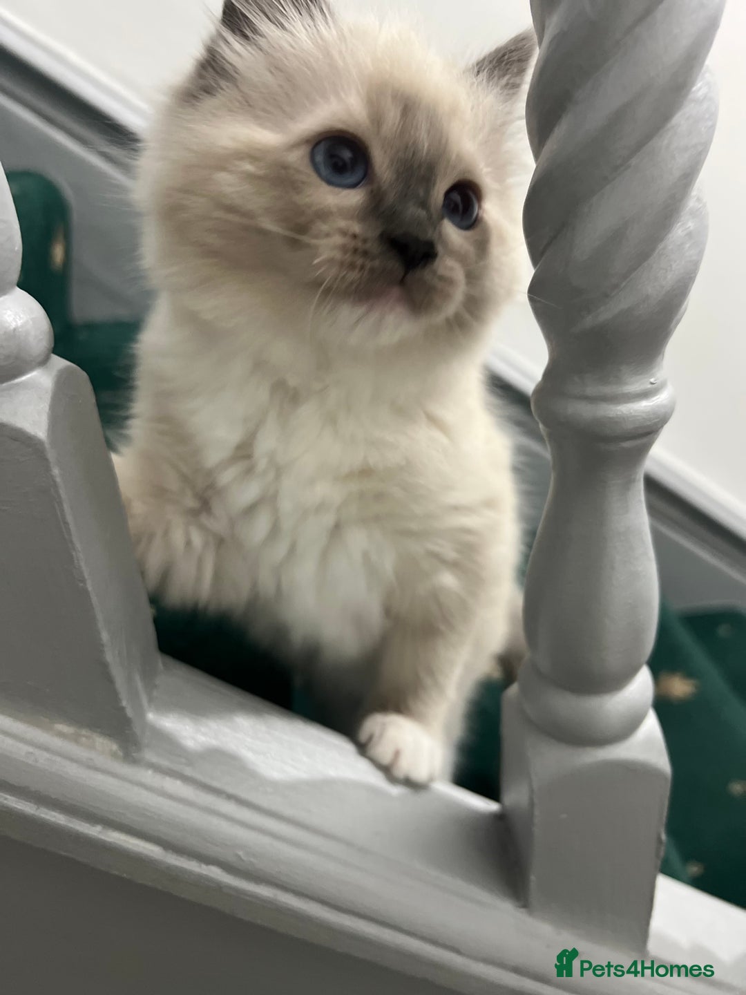 Ragdoll cats for sale: Meet Special joy - Image 20