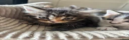 Mixed Breed cats for sale: Final three kittens - Advert 3