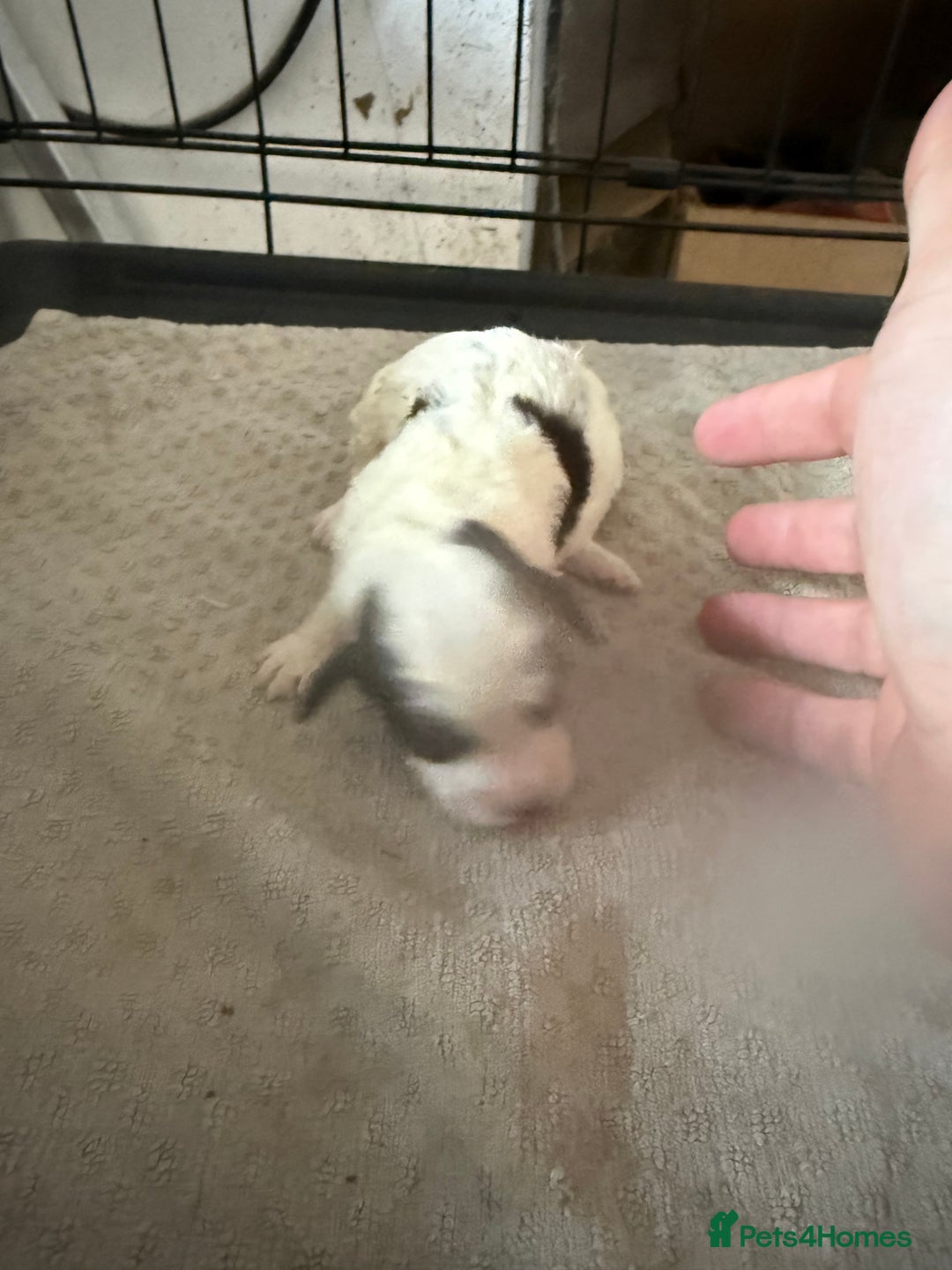 Cockapoo dogs for sale: Miniature cockapoos - Advert 11