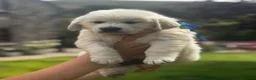 Golden Retriever dogs for sale: KC Cream litter from great health tested parents  - Advert 15