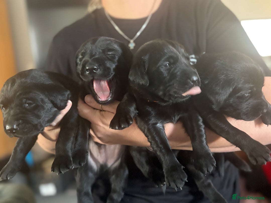 Labrador Retriever dogs for sale: Labrador  - Image 7