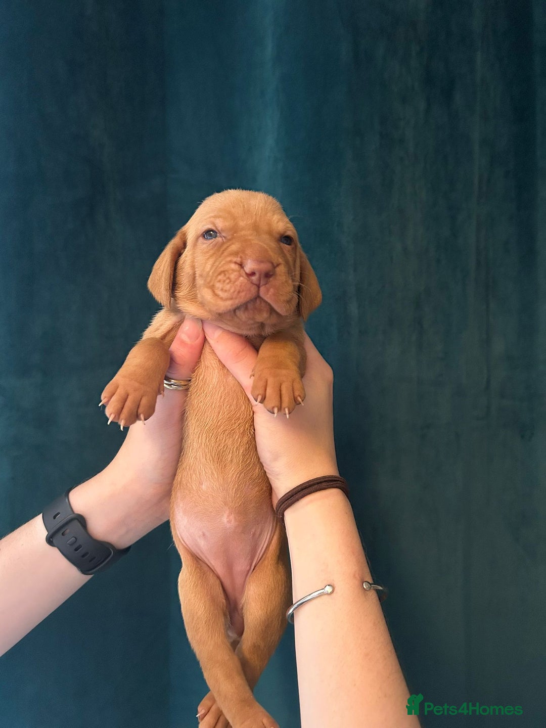 Hungarian Vizsla dogs for sale: KC Reg Hungarian Vizsla Puppies-Imported Lineage - Image 24