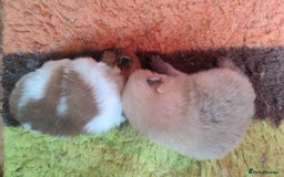 Pomeranian dogs for sale: Top Quality -KC registered  - Image 24