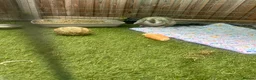 Mixed Breed rabbits for sale:  rehoming due to a broken bond in Chatham - Advert 3