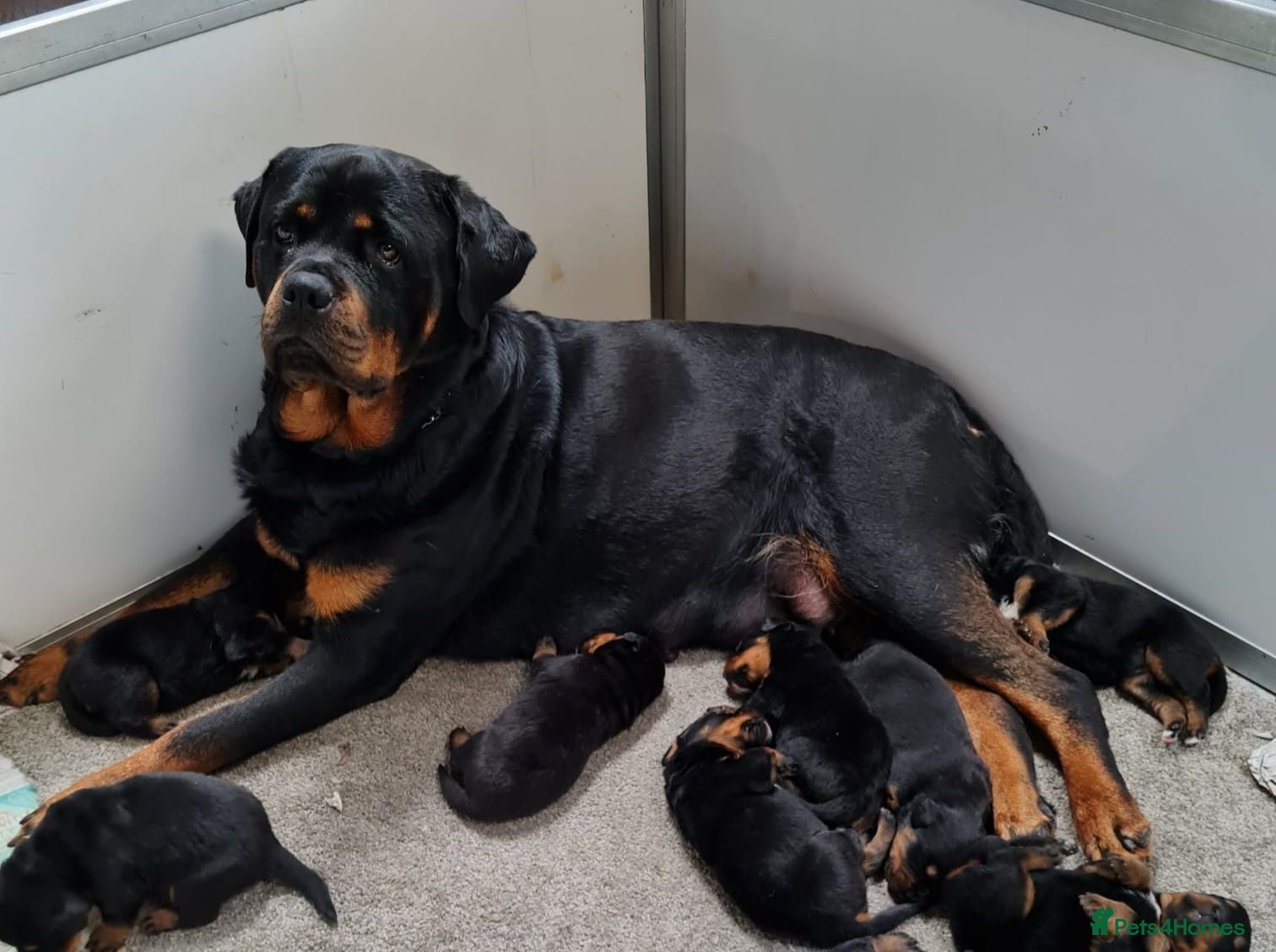 Rottweiler dogs Chunky Rottweiler pups - Advert 1