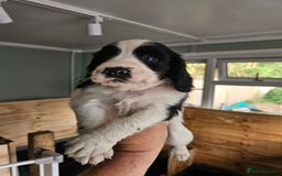 Cocker Spaniel dogs for sale: beautiful cocker spaniel puppies - Image 4