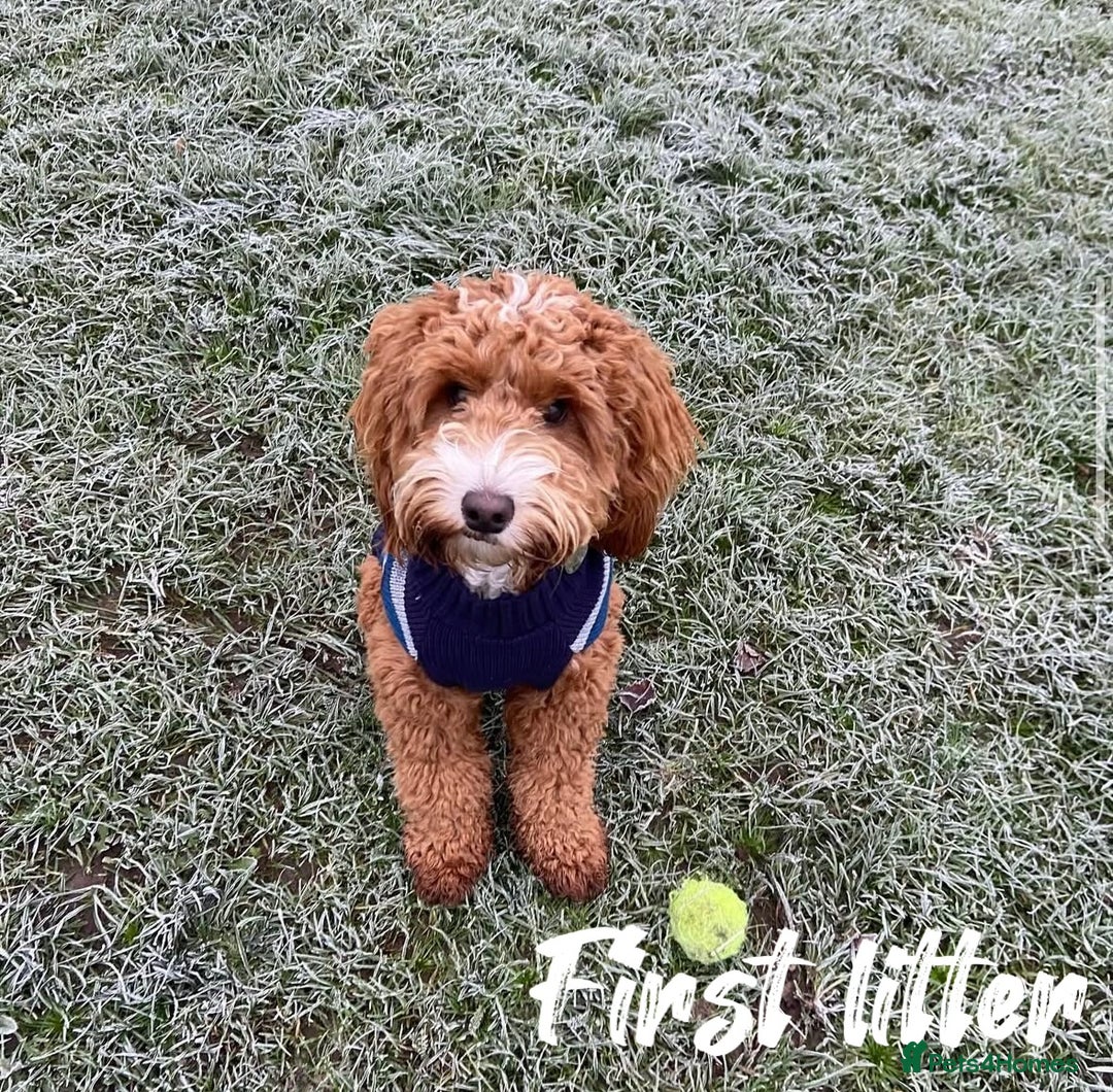 Cavapoo dogs for sale: Stunning f2 cavapoo pups girls and boys  - Advert 15