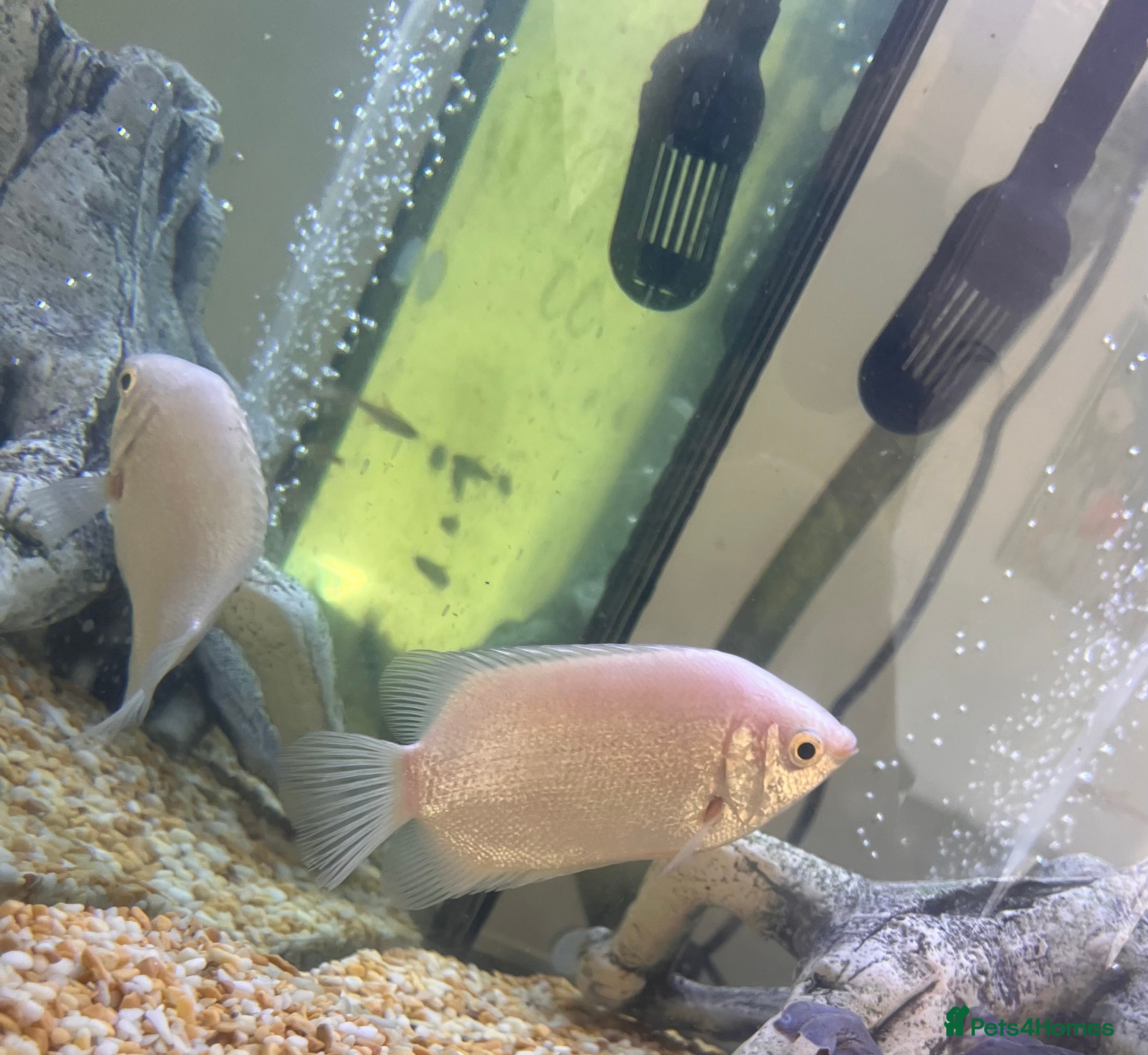 Gouramis fish XL white kissing gourami  in Leicester - Advert 9