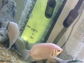 Gouramis fish XL white kissing gourami in Leicester - Advert 9