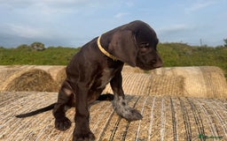 German Wirehaired Pointer dogs for sale: German Wire-haired Pointers of sale - Image 6