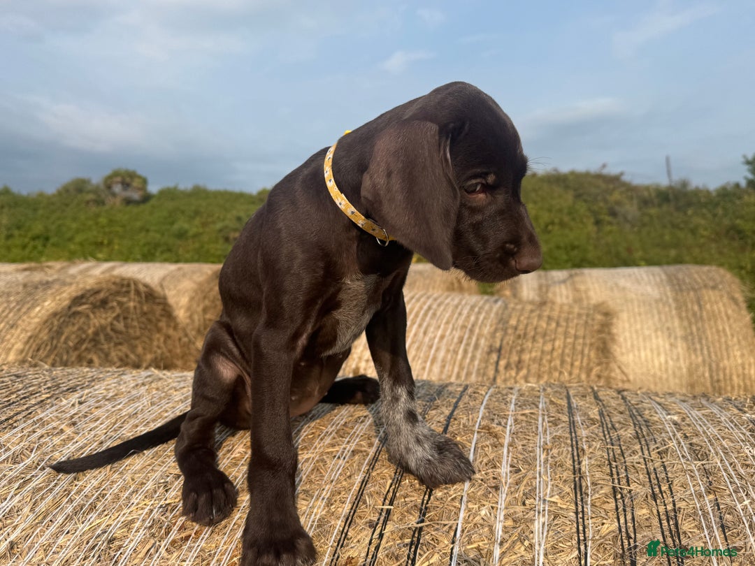 German Wirehaired Pointer dogs for sale: German Wire-haired Pointers of sale - Image 6