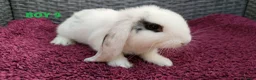 Mini Lop rabbits for sale: Cute French x Mini Lop Ready to Go!!! - Advert 11