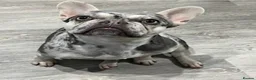 French Bulldog dogs for sale: French bulldog puppies - Advert 6