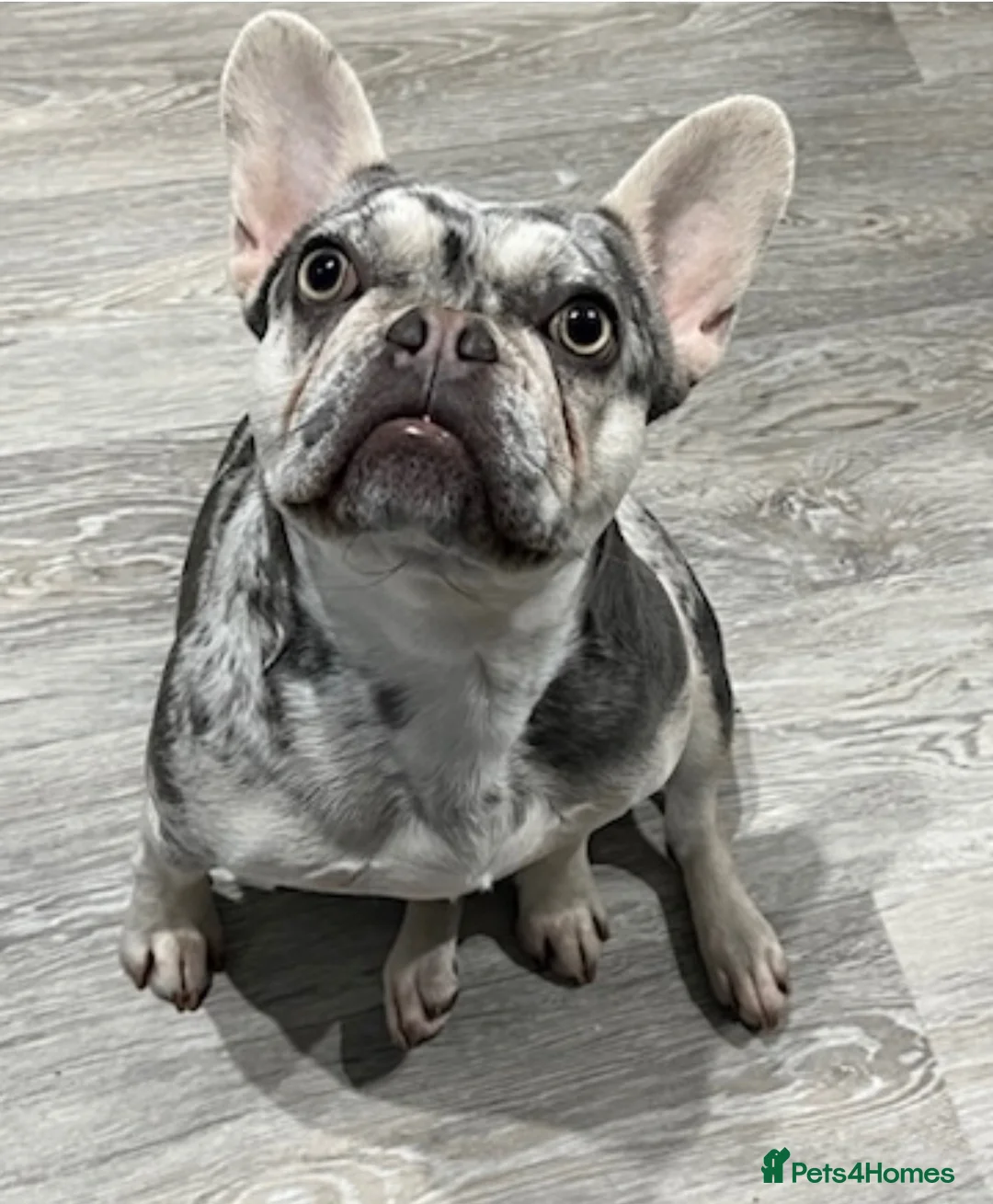 French Bulldog dogs for sale: French bulldog puppies - Advert 6