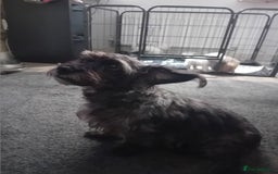Mixed Breed dogs for sale: Beautiful puppies looking for loving home  - Image 3