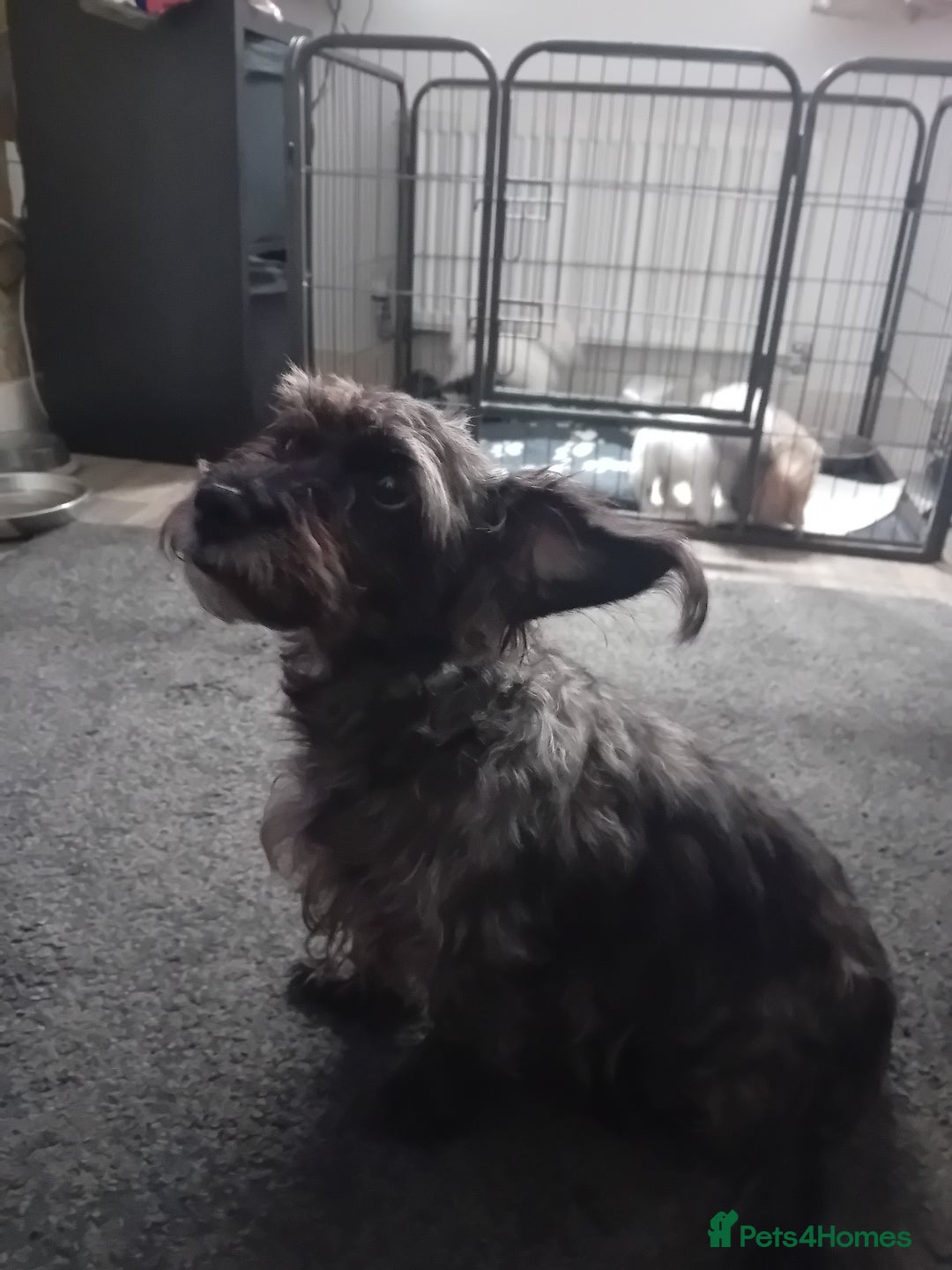 Mixed Breed dogs for sale: Beautiful puppies looking for loving home  - Image 3