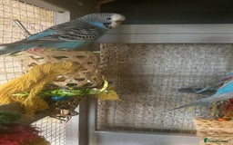 Budgerigars birds for sale: 11 budgies and 1 cocktails  - Image 5