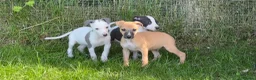 Whippet dogs for sale: Whippet puppy’s  in Beaworthy - Advert 5