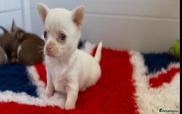 Chihuahua dogs for sale: XS Chocolate and Tan wrapped in Cream Boy  - Image 13