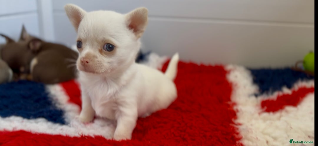 Chihuahua dogs for sale: XS Chocolate and Tan wrapped in Cream Boy  - Image 13