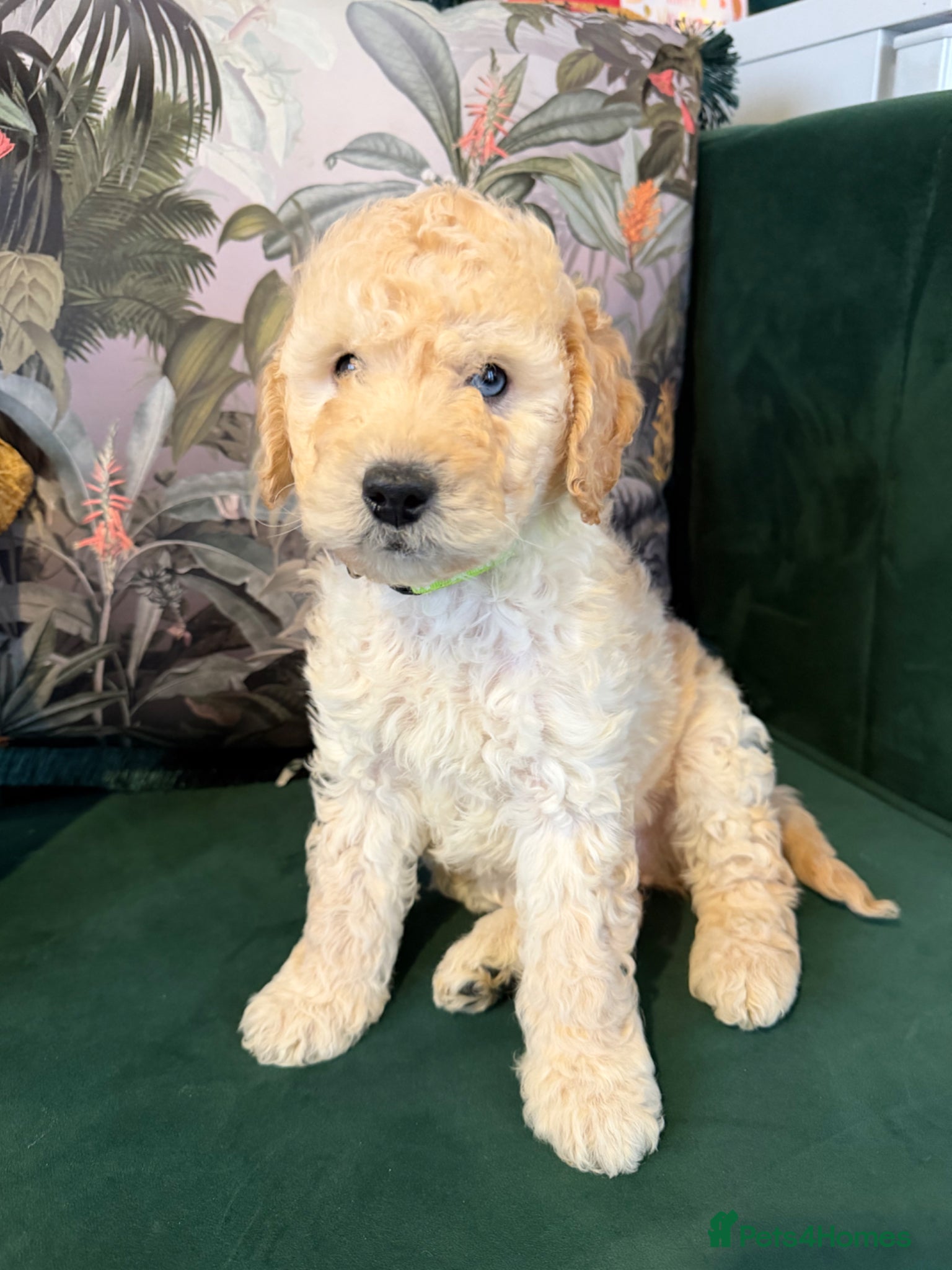 Cockapoo dogs Stunning Apricot Male Cockapoo puppies  - Advert 2