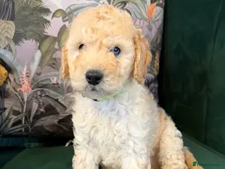 Cockapoo dogs Stunning Apricot Male Cockapoo puppies - Advert 2