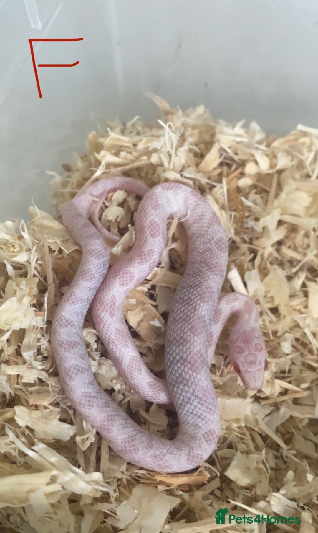 Corn Snake reptiles for sale: Shatter/ Shatter Type Cornsnake Hatchlings - Image 4