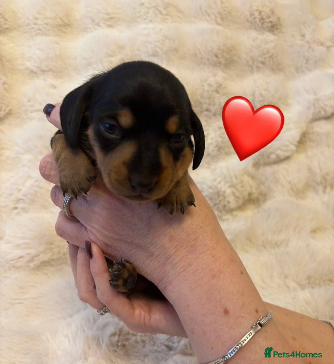 Miniature Dachshund dogs for sale: 🥇KC Registered Miniature Dachshunds Champion Line - Advert 22
