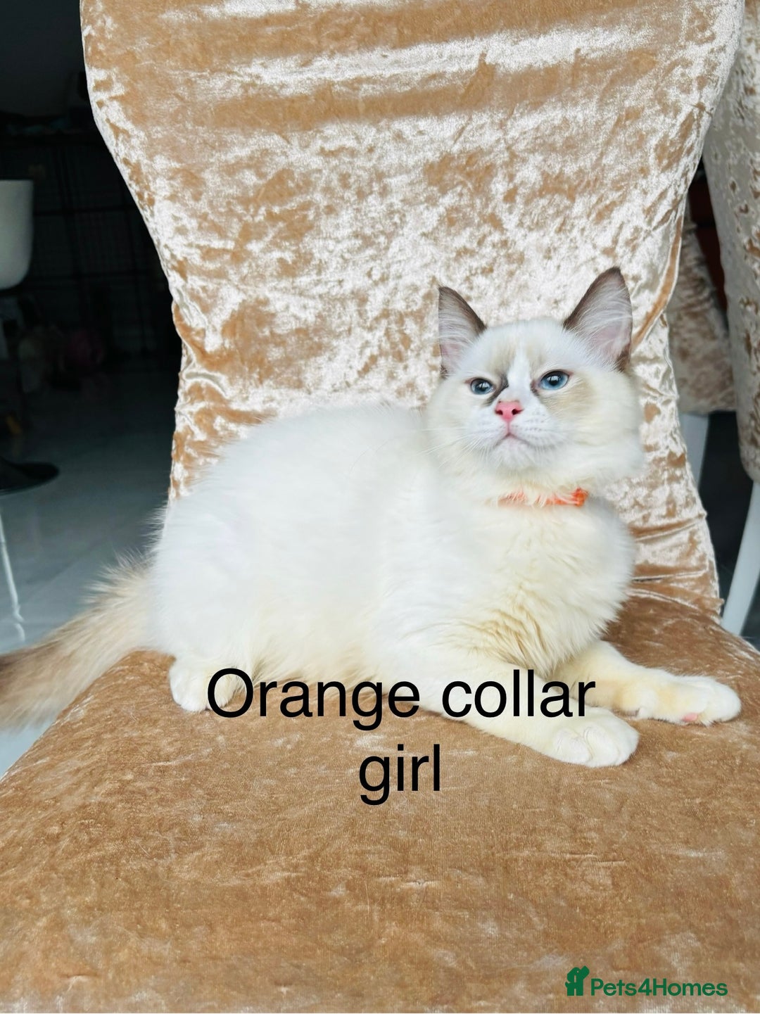 Ragdoll cats for sale: Beautiful ragdoll kittens  - Advert 1