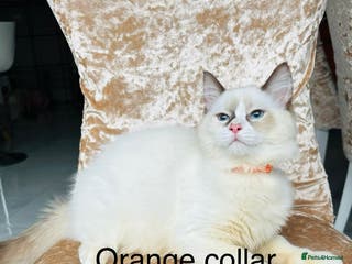 Ragdoll cats Beautiful ragdoll kittens - Advert 2