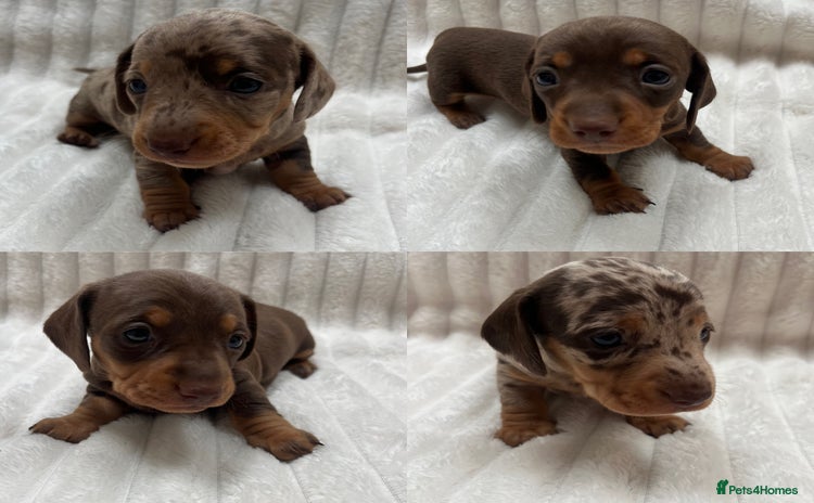 Miniature Dachshund dogs - Advert 1