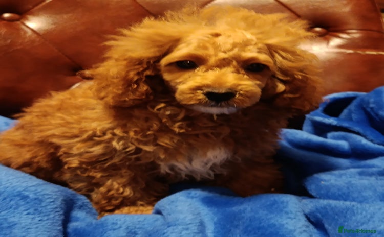 Toy Poodle dogs - Advert 12