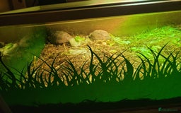 Tortoise reptiles for sale: Breeding pair of horse field tortoises with home - Image 3
