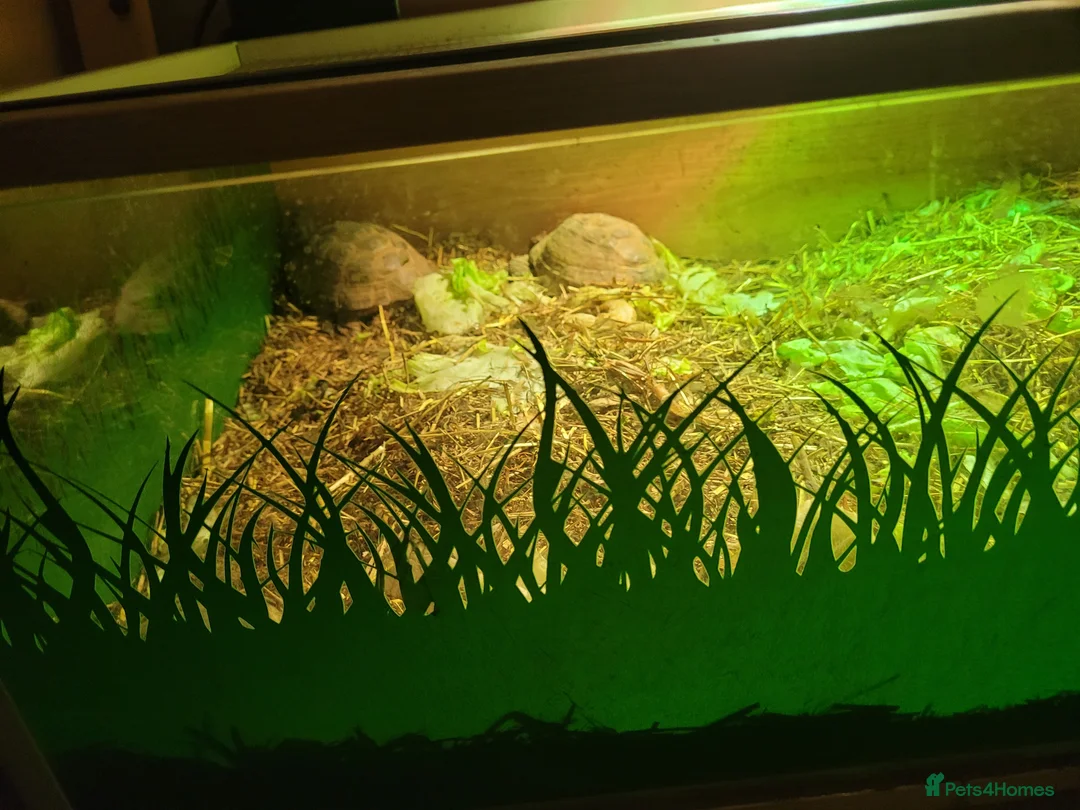 Tortoise reptiles for sale: Breeding pair of horse field tortoises with home - Advert 3