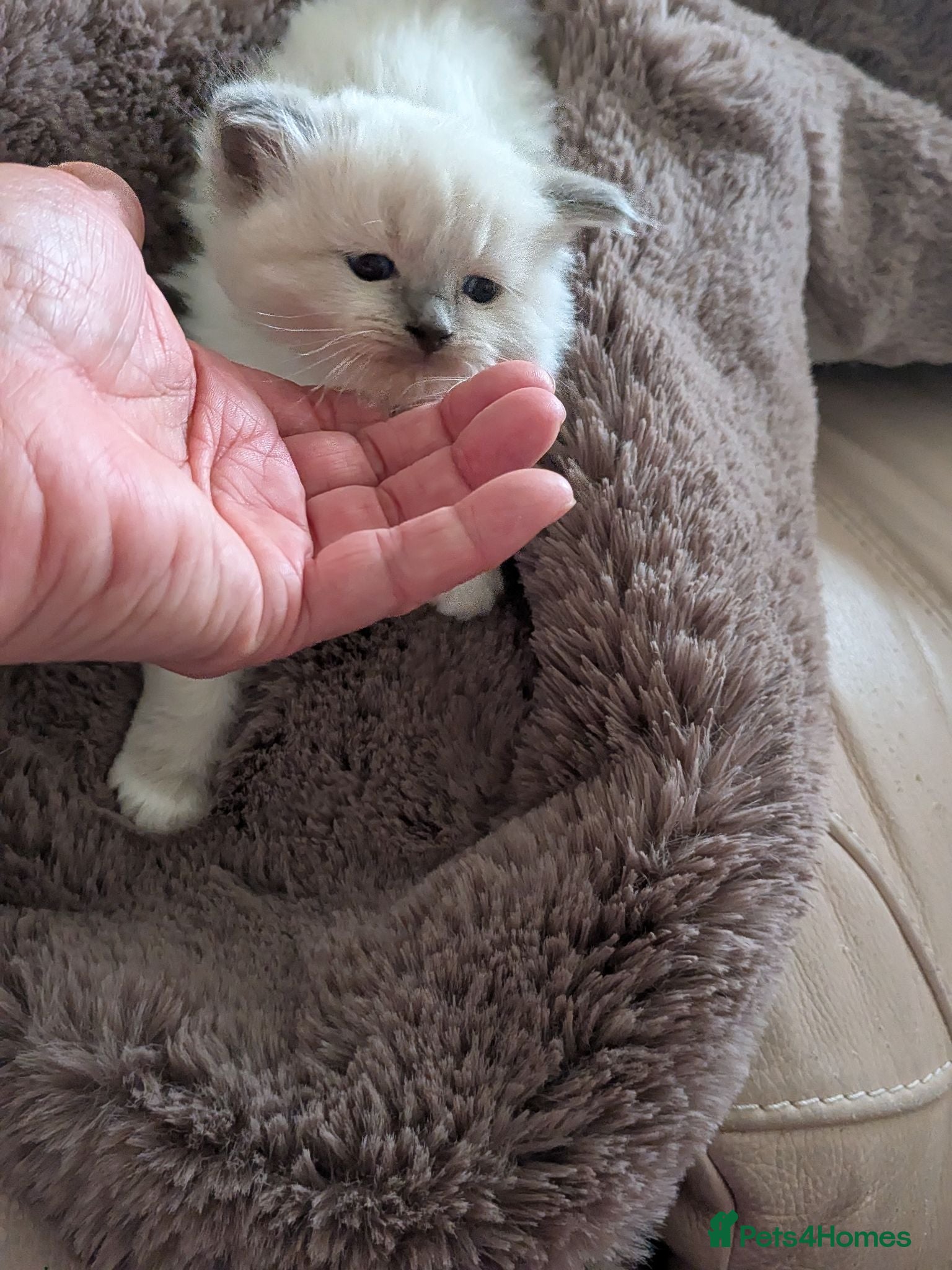 Ragdoll cats FIVE WK old Ragdoll kittens parents viewable :)   - Advert 2
