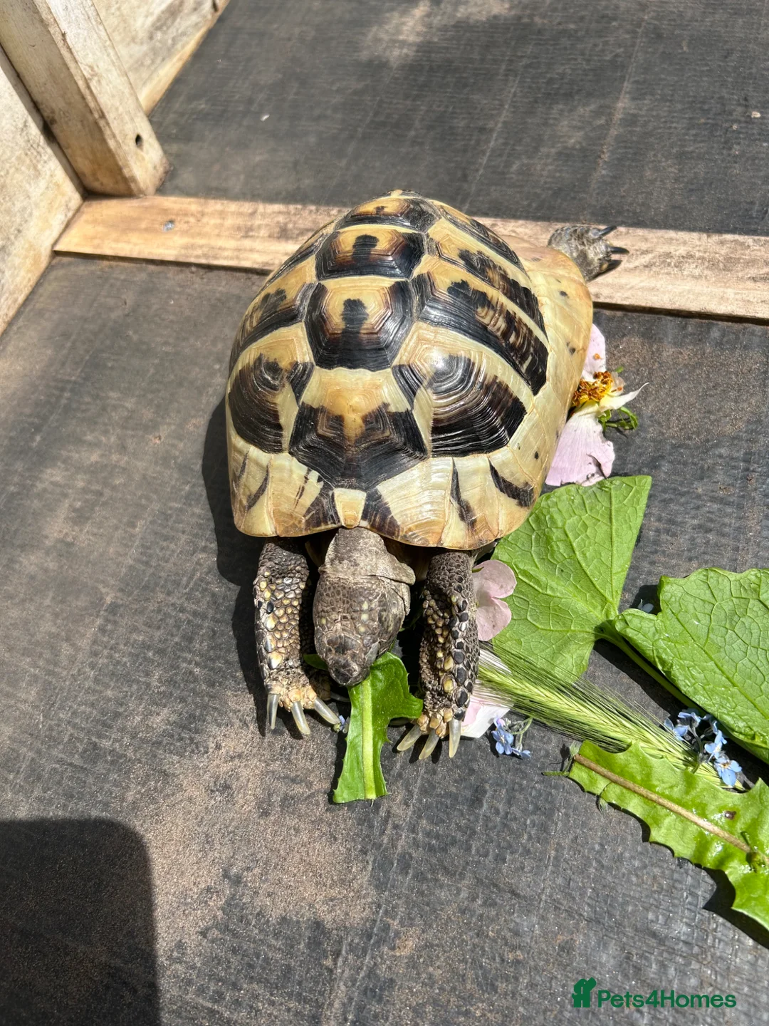 Tortoise reptiles for sale: Male tortoise  - Advert 1